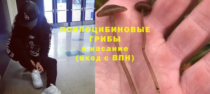 дарнет шоп  Лыткарино  Галлюциногенные грибы Psilocybe 